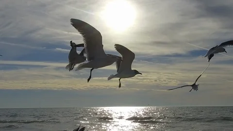 Florida-Birds on the Beach 스톡 동영상 102495902