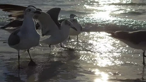 Florida-Birds on the beach Stock Footage 102497517