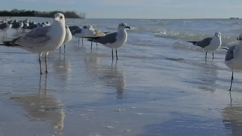 Florida-Birds on the beach Stock Footage 102498434