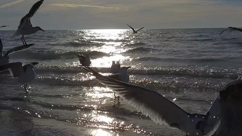 Florida-Birds on the beach Stock Footage 102498611