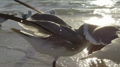 Florida-Birds on the Beach Stock Footage 102498732