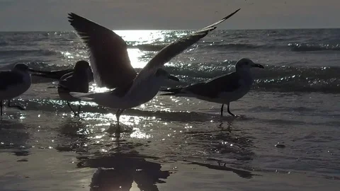 Florida-Birds on the beach Stock Footage 102499064