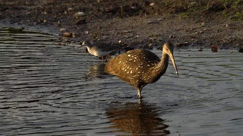 Florida-Birds Stock Footage 102448028