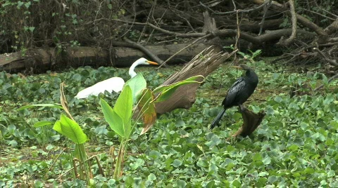 Florida birds in swamp Stock Footage