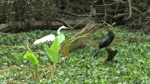 Florida birds in a swamp 스톡 동영상 763538