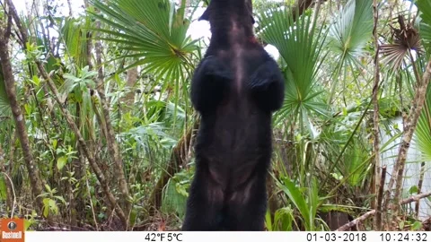 Florida Black Bear Scratching Against Post in Light Rain, Big Cypress National P Stock Footage 205404884
