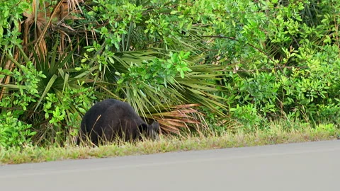FLORIDA BLACK BEAR TRYING TO CROSS ROAD 스톡 동영상 228744258