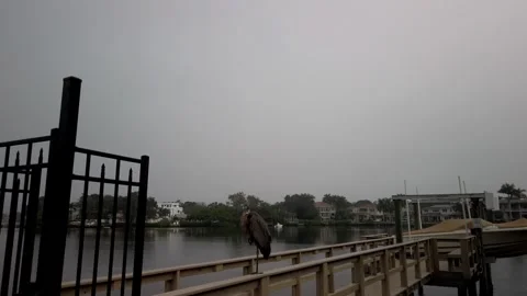 Florida Blue Heron perched on rail of dock by water. bay water Houses and boat d Stock Footage 257939282