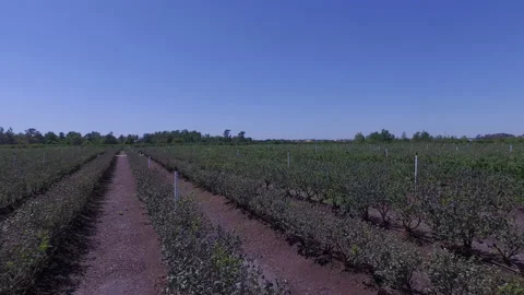 Florida Blueberries Stock Footage 219437285