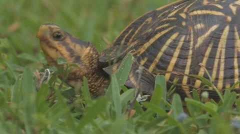 Florida Box Turtle closeup Stock Footage 729276
