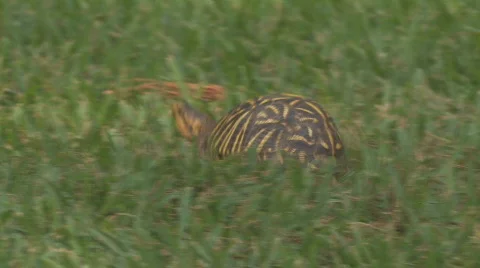 Florida Box Turtle crawling in grass clip 2 Stock Footage 729292