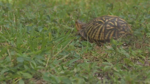 Florida Box Turtle crawling in grass Stock Footage 729300
