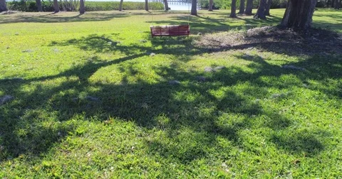 Florida Bradenton tree bench marina summer beach landscape bay Stock Footage 77151133