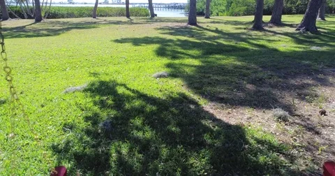 Florida Bradenton tree bench marina summer beach landscape bay Stock Footage 77151141