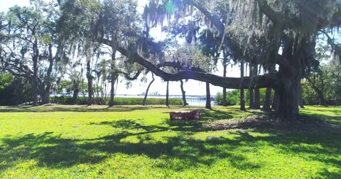 Florida Bradenton tree bench marina summer beach landscape bay Stock Footage 77151153