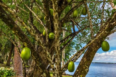 Florida Calabash Tree Foto stock
