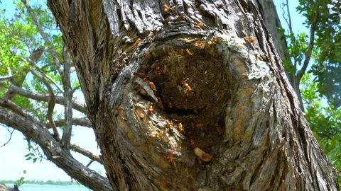 Florida Carpenter Ants Nest in the Tree Medium Shot 4K 스톡 동영상 78548384