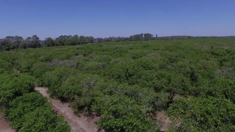 Florida Citrus Video stock 219890244