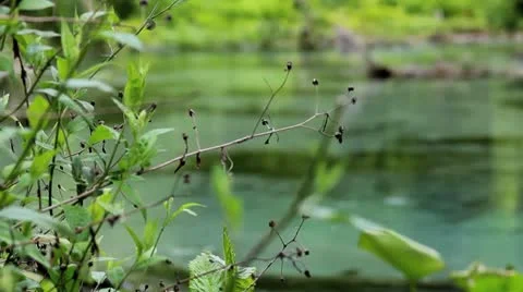 Florida Clear Aqua River with Rack Focus (Loop) Stock Footage 8986206