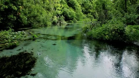 Florida Clear Springs River Flowing (loop) Stock Footage