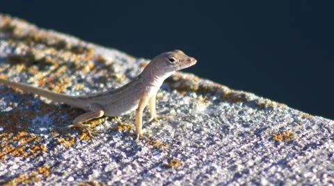 Florida Common Anole lizard on stone wall, 4K Stock Footage 50144675