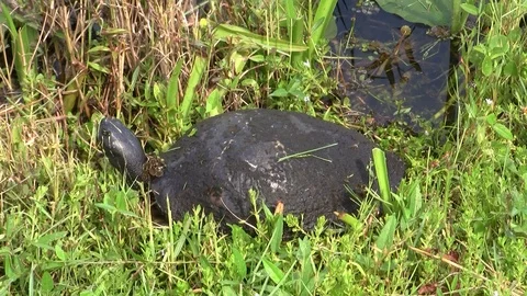Florida Cooter Turtle in the Meadow Stock Footage 107274872