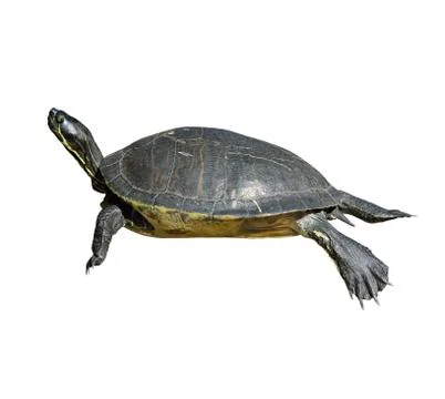 Florida cooter turtle Stock Photos