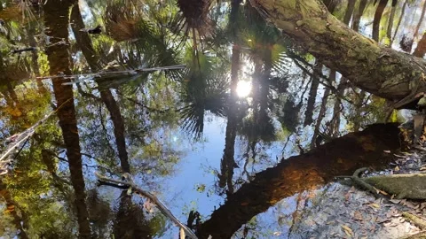 Florida Creek with reflection of trees Stock Footage 178573908