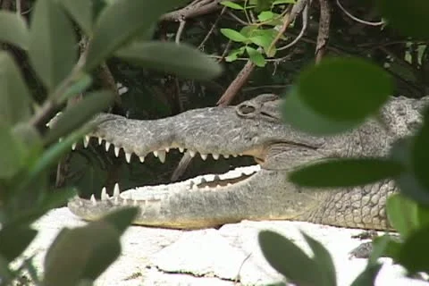 Florida Crocodile Stock Footage 12628106