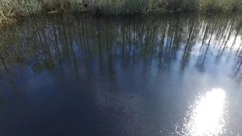 Florida Cypress Pond Stock Footage 75766086