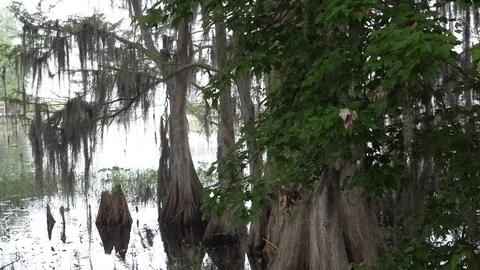 Florida Cypress trees. 4K Stock Footage 87303883