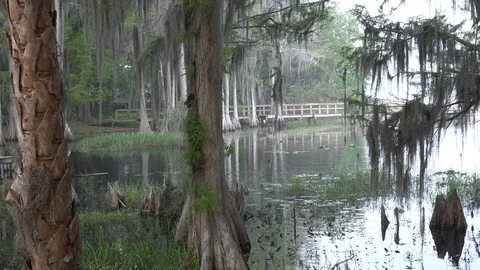 Florida Cypress trees. 4K Stock Footage 87303888