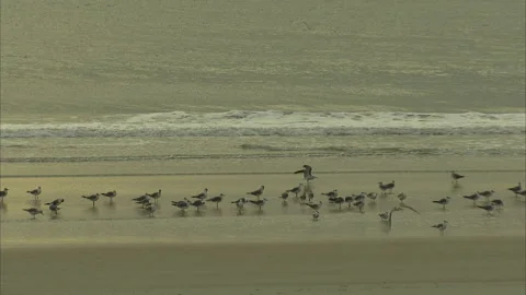 Florida-Daytona Beach Activities Stock Footage 167546295