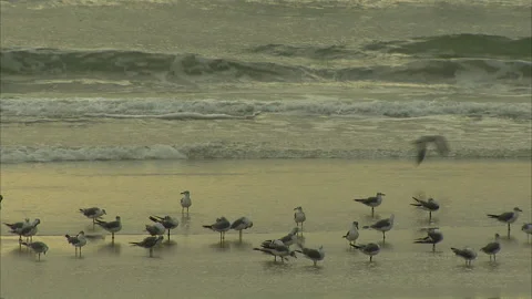 Florida-Daytona Beach Activities Video stock 167546467