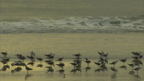 Florida-Daytona Beach Activities Stock Footage 167546569
