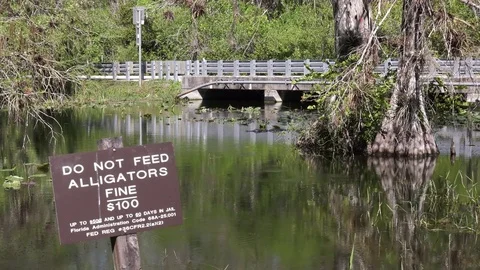 Florida "do not feed the Alligator" sign Stock-Footage 73209898