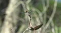Florida Dragonfly Preched On Tree Branch 01 HD HD Footage