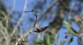 Florida Dragonfly Preched On Tree Branch 02 HD HD Footage