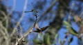 Florida Dragonfly Preched On Tree Branch 02 4K 4k or 4k+ Resolution