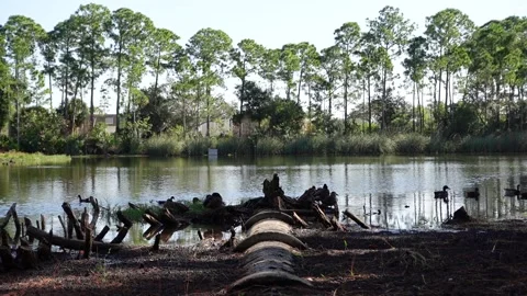 Florida Ducks By Lake Stock-Footage 168185158