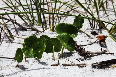 Florida dune Stock Photos
