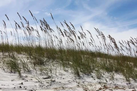 Florida dune Stock Photos