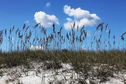 Florida dune Stock Photos