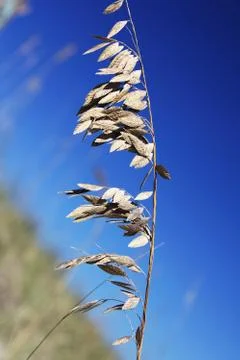 Florida dune Stock Photos