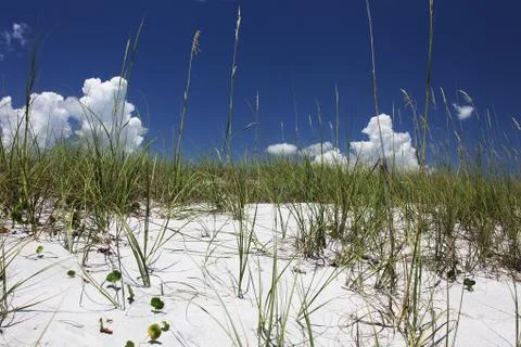 Florida dune Stock Photos