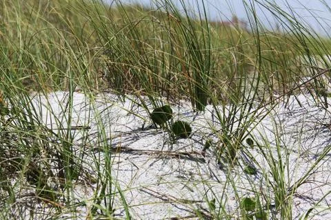 Florida dune Stock Photos