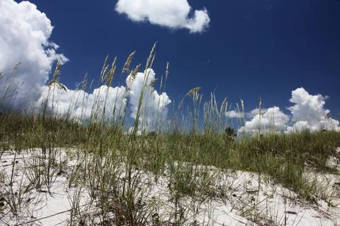 Florida dune Stock Photos