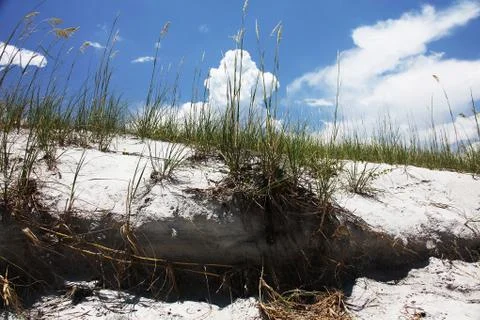 Florida dune Stock Photos