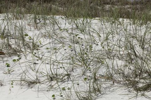 Florida dune Stock Photos