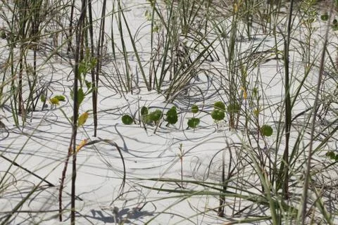 Florida dune Stock Photos